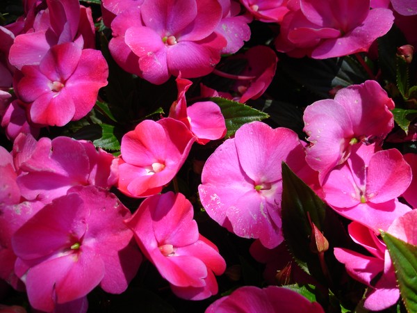 Morning Flowers