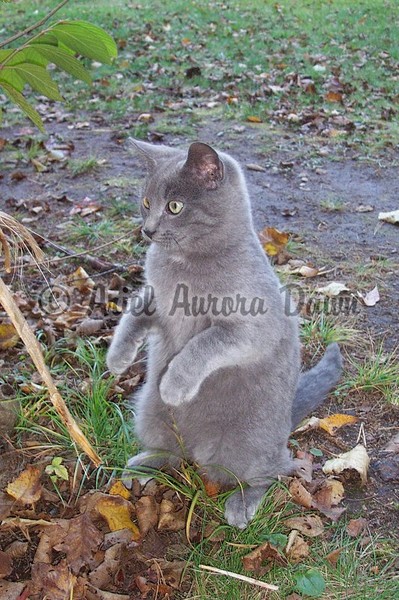 Smokey Standing