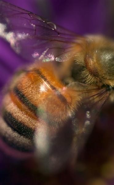 Study of a Bee III & IV