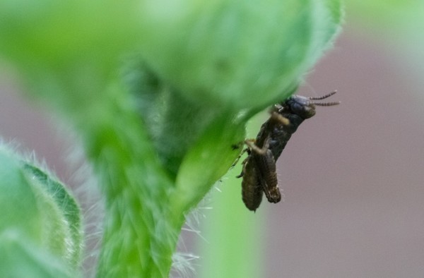 Little Hopper