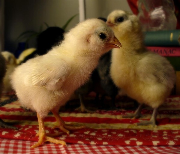 Wheaton Ameraucana