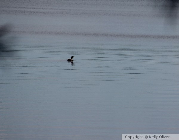 Minnesota Loon