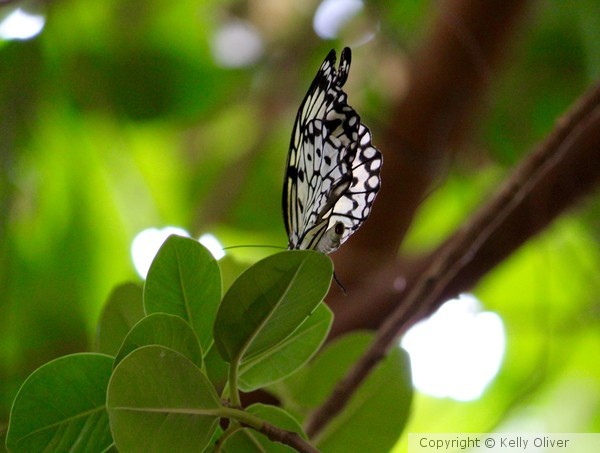 Tree Nymph