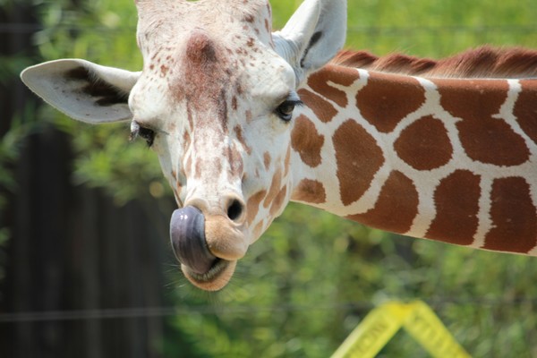 Giraffe