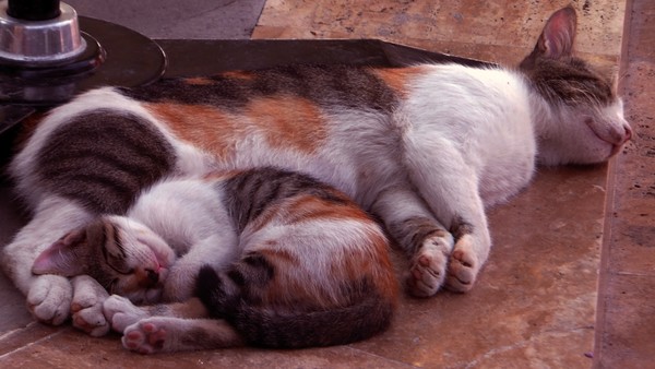 Mother & Son
