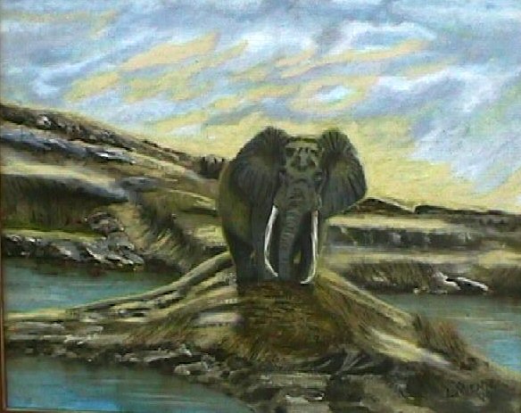 Bull Elephant
