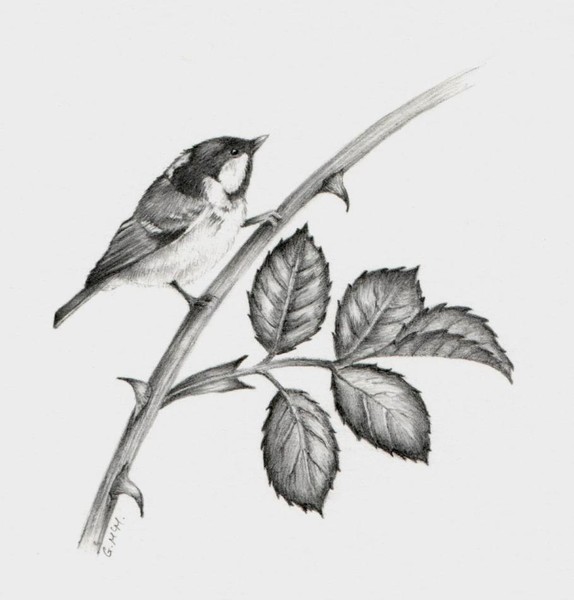 Coal tit