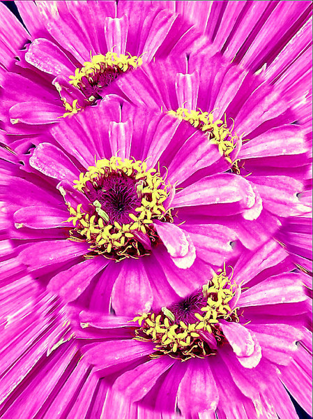 Forever Pink