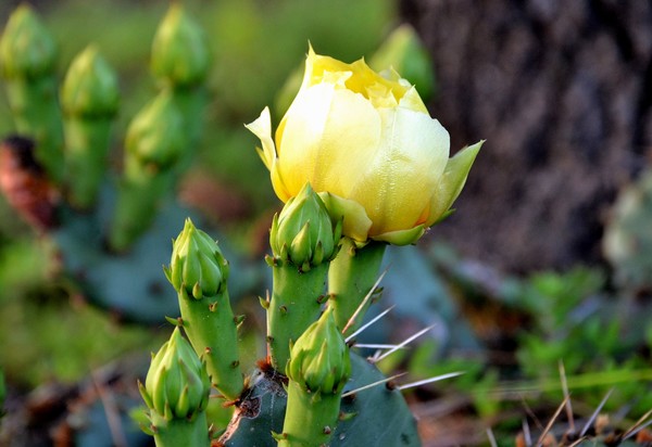 cactus
