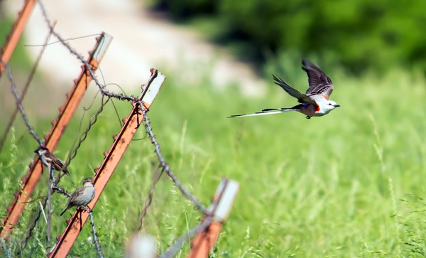 Scissor-tail