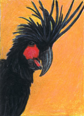 Palm Cockatoo ACEO