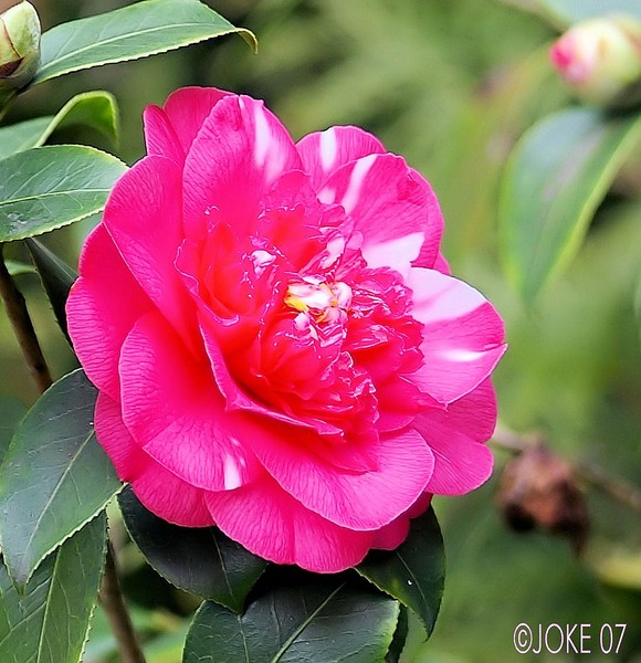 Flower in the garden of the neighbors