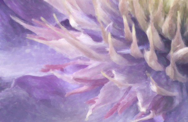 Cematis