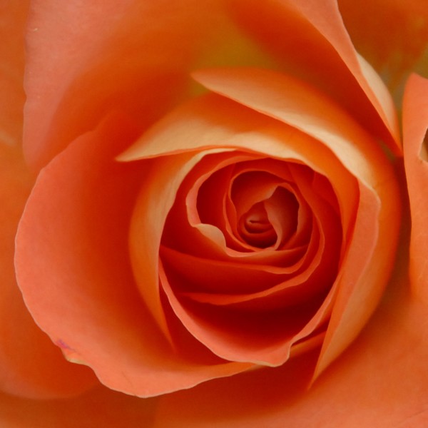 Center of the Rose