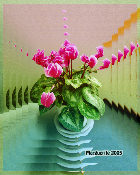 Cyclamen on my Table