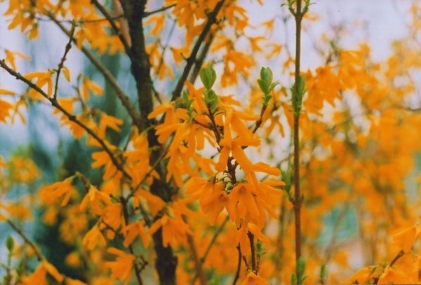 Yellow Bush