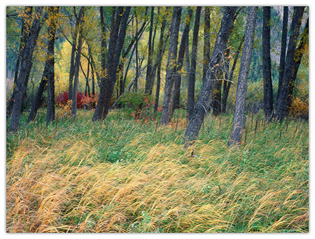Forest of Color, Poudre Canyon, CO