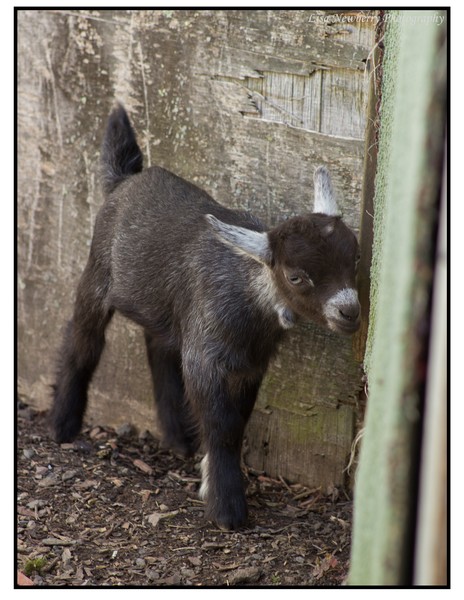 On The Farm