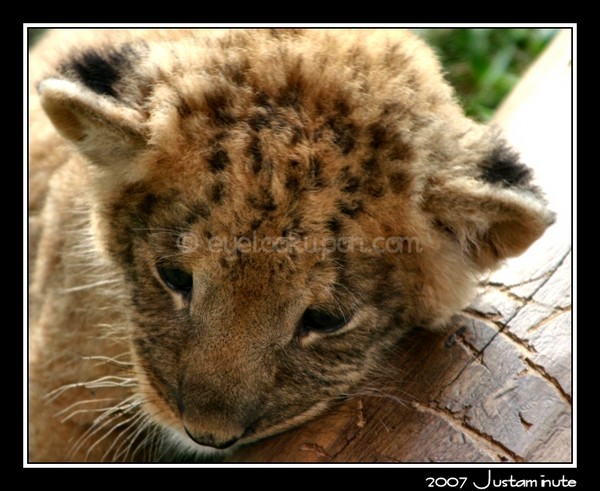 Baby Faced Lion