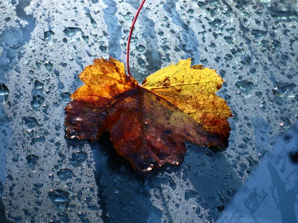 Windshield
