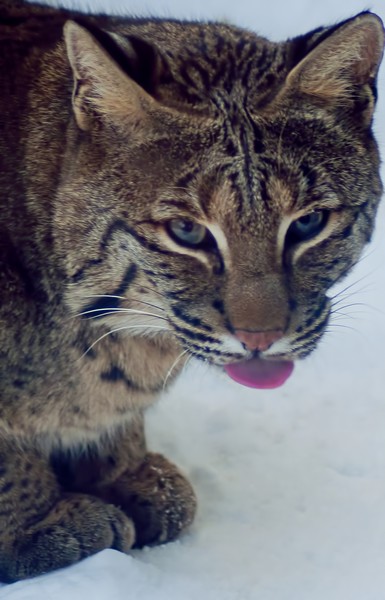 I can stick out my tongue too.