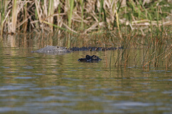 Croc and gator