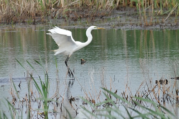 Great Egret Touchdown