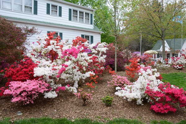 Unruh Azaleas