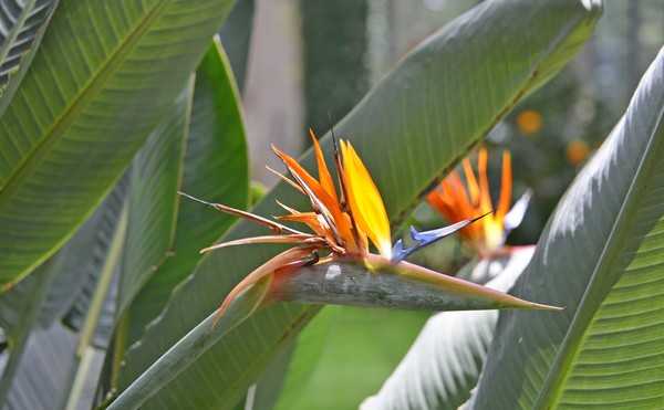Birds of Paradise