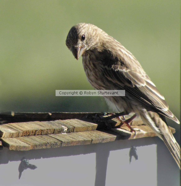 Finch?