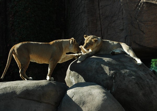  2 Lions
