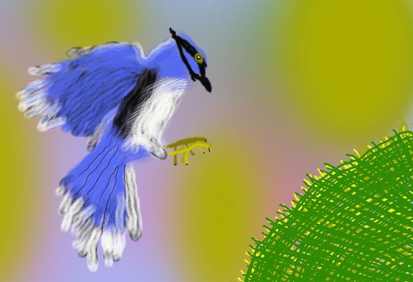 O384 Evil Blue Jay