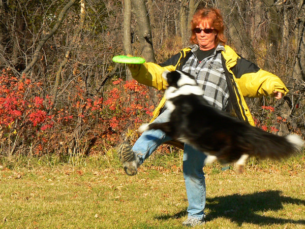 Border Collie and one of his fribee tricks