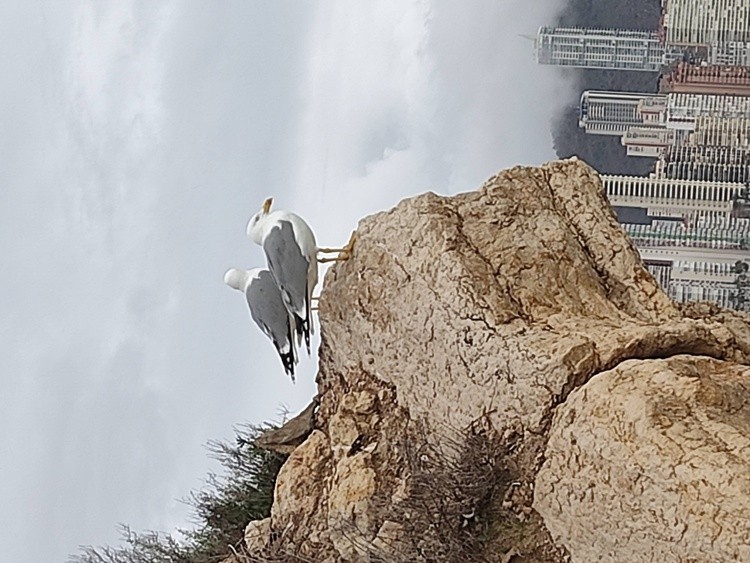 A tale of two city gulls