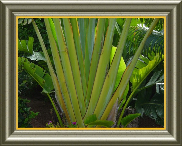 Palm Fan in A Frame