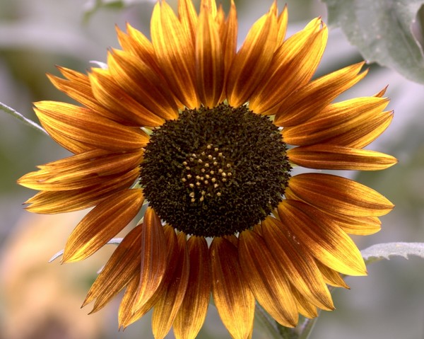 Colorful Sunflower