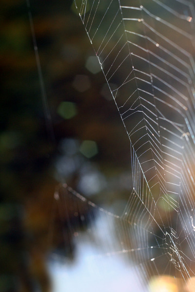 Spider Web 3