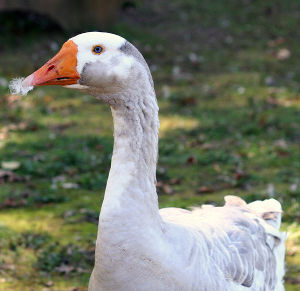 Blue-eyed Goose