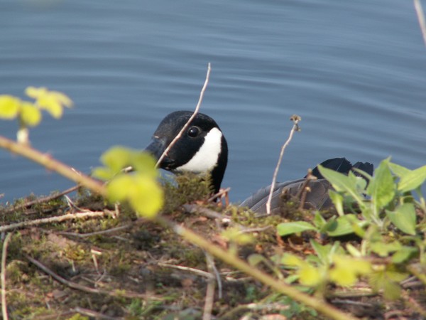 Cheeky Goose
