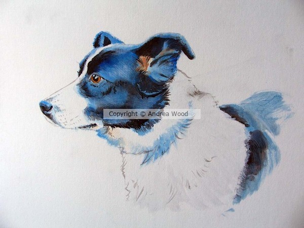 collie 