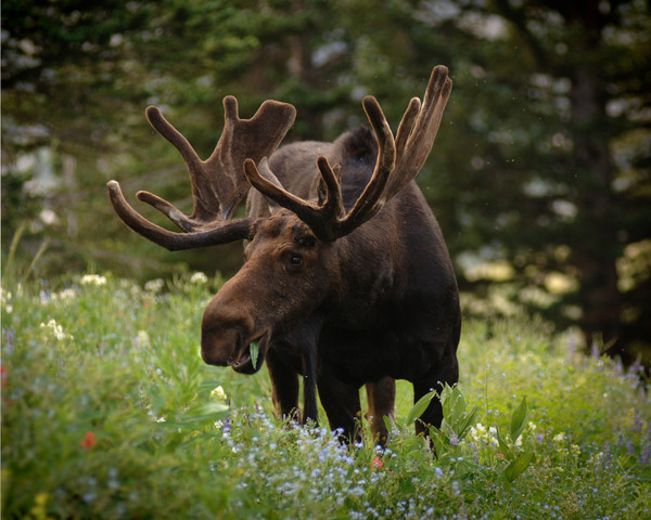 Lazy Grazing
