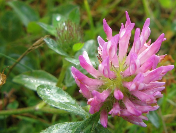 Red Clover