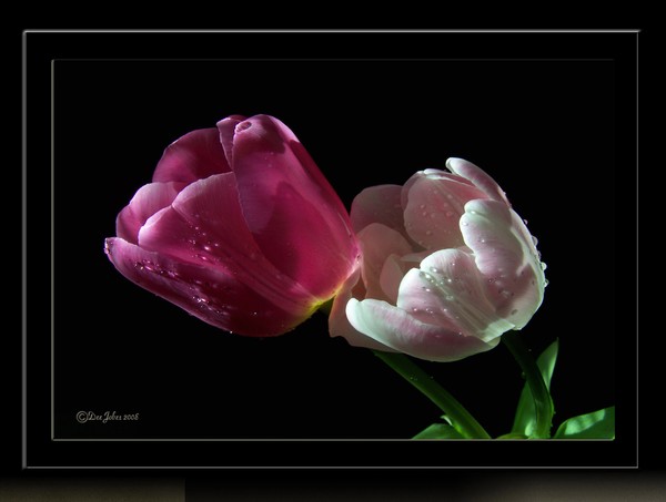 Illuminated Harmony