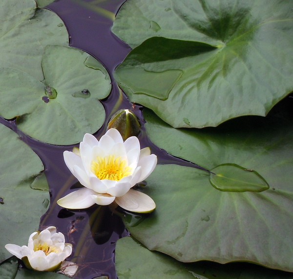 Water Lily ( Nymphaea alba)