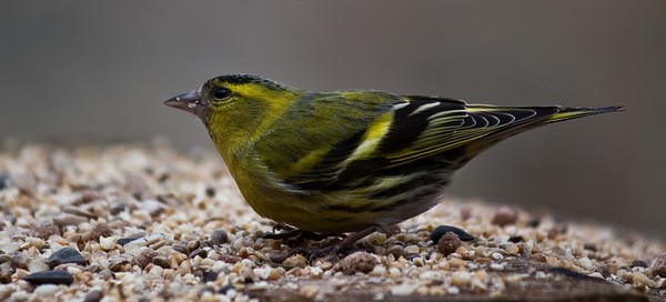 Siskin  (Carduelis spinus)