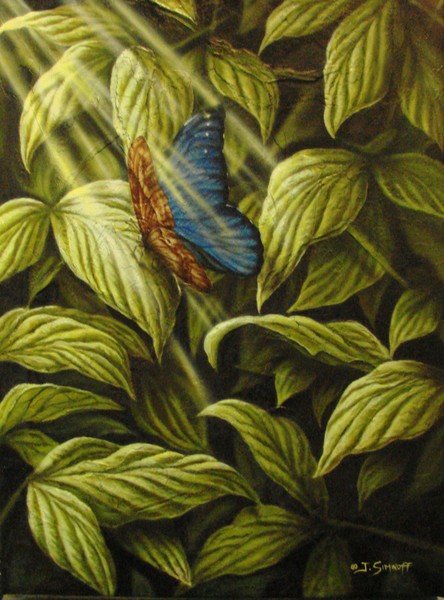 Blue Morpho soaking up the sun