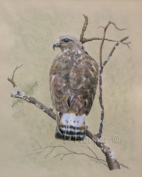 American Rough-legged Buzzard