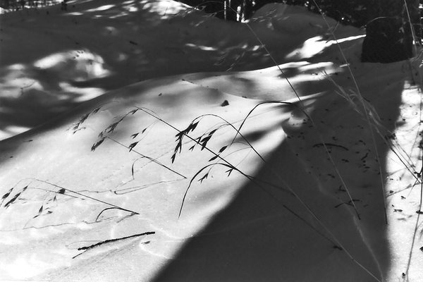 Snow Oats