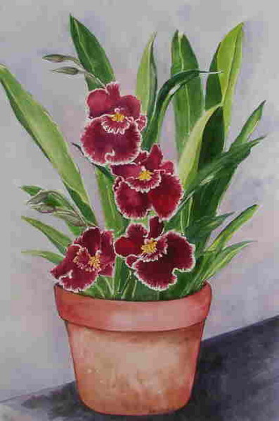 Pansy Orchids