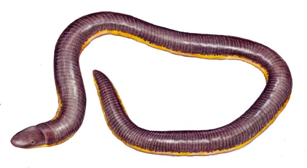 Striped Apoda 
